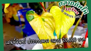 กลาย ไป สวย! เสน่ห์จันทร์ ประกายดาว กลาย 20,000 บาท ร้านพี่แสงจันทร์ | ตลาดต้นไม้จตุจักร 19.04.2022