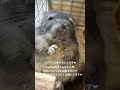 チンチラのあもちゃん❤︎美味しそうにうまうまを食べてる🤭 チンチラ 動物 ちんちら chinchilla