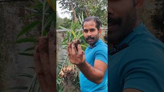 രണ്ട് മാസം കൊണ്ട് അത്ഭുതകരമായ വിളവ്🤔🤔😳, Chinese Ginger farming tips Kerala