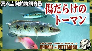 パワーバランス崩壊!傷だらけのフラワートーマン【アクアリウム】【熱帯魚】