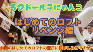 子ねこラグドール　はじめてのロフト💪🏻✨　前編の翌日…………