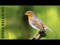 Birds Singing - 11 Hour Bird Sounds Relaxation, Soothing Nature Sounds, Birds Chirping