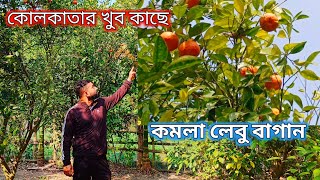 অশোক নগর কমলা লেবু বাগান/ashoknagar orange lemon garden.