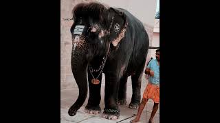 Thirukadaiyur Amirthakadeswarar and Abirami temple✨🕉❤Devotional songs HD🙏 #thirukadaiyur  #temple