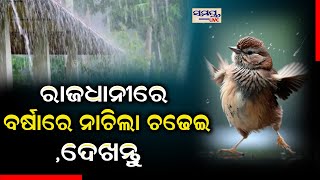 ରାଜଧାନୀରେ ବର୍ଷାରେ ନାଚିଲା ଚଢେଇ,ଦେଖନ୍ତୁ | bird |Odia News Live Updates | Latest Odia News | Samayalive