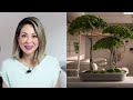 feng shui best indoor plants plus 2 to avoid julie khuu