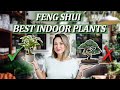 Feng Shui - BEST INDOOR HOUSE PLANTS (Boost Health & Wealth PLUS 2 to AVOID!)