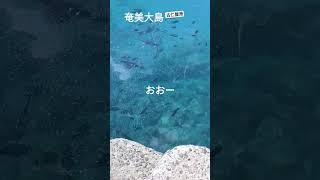 奄美大島　おおー！🐟の餌付け！古仁屋海上タクシーの前の海透明✨👀