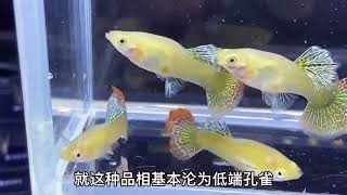 不常见的高端热带鱼，你养过哪些呢。Have you ever raised these beautiful high-end tropical fish?