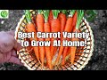 Growing Carrots : Best Carrot Variety You MUST Grow in your garden!