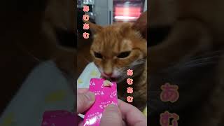 花畑牧場の美味しいおやつを召し上がる茶トラ猫さん #猫 #ネコ #ねこ #茶トラ #cat