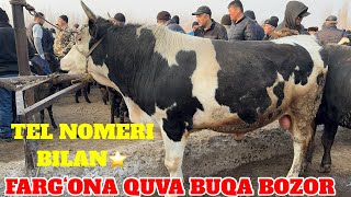 FARGʻONA QUVA MOL BOZORI KOTTA VA KICHIK BUQA NARXLARI BILAN TANISHING 23.02.2025