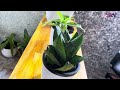 വീട്ടിനുള്ളിൽ വെക്കാവുന്ന 7 തരം ചെടികൾ how to fix indoor plants in home malayalam interior resign