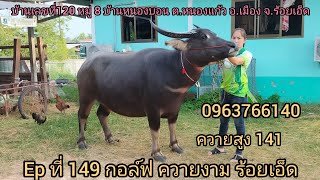 Ep ที่ 149 เปิดแบ่งแม่ผสมช้างอุดรราคาเบาๆครับ ☎️ 0963766140 กอล์ฟ