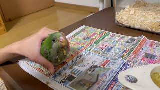 オキナインコ　お迎えしました