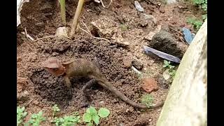 chameleon egg .. ഓന്ത് മുട്ട ഇടുന്നത് കണ്ടിട്ടുണ്ടോ.