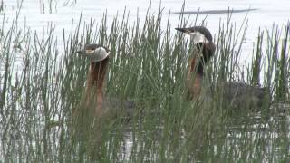 Gråhakedopping Red-necked Grebe vs Sothöna Eurasian Coot vid Trönninge ängar utanför Halmstad.