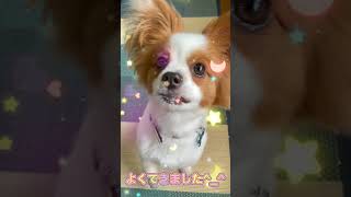 おりこうさんなパピヨン犬　リコ　#shorts