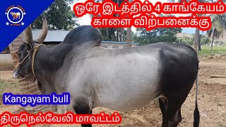 Kangayam bull Sales | kangayam bull tamilnadu | காங்கேயம் நாட்டு காளை விற்பனைக்கு | கால்நடை தோழன்