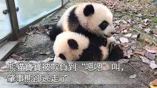 《熊貓早晚安》熊貓寶寶被欺負到“嗯嗯”叫，肇事熊卻逃走了 | iPanda