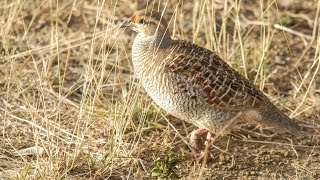 desi teetar Boli / teeter hunting voice/ for sale near / in the session / teeter sound