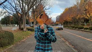 地元の紅葉狩り、盛岡市紅葉　「日本スピッツ・リランの冒険」　#盛岡城跡公園　#盛岡市紅葉　　#盛岡運動公園　#岩手県紅葉