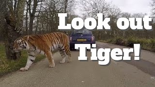 Driving thought Longleat safari park