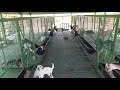 Plastic floor for goat farm , Plastic slatted floor for goat farm, Modern Goat farming