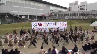 常磐　２０１３　第３８回淑楓祭　おどりん　わっしょい演舞