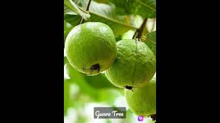 Thai white Guava Tree Harvesting..