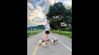 태풍이 오기전 구름가득한 하늘아래 요키 가족과 산책 ㅣ #shorts ㅣ 요크셔테리어 ㅣ yorkshireterrier ㅣ smilepetTV ㅣ 스마일펫