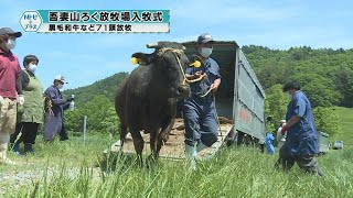 ｢吾妻山ろく放牧場入牧式｣黒毛和牛など71頭放牧