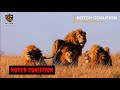 La Icónica Coalición NOTCH | Historia (Notch Coalition - History) - Mara #lion #animals #nature