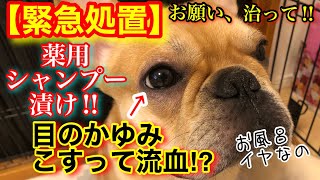 【緊急処置】愛犬がアレルギーで目のかゆみ？留守中にこすって流血⁉︎薬用シャンプー漬けで即座に治療！ノルバサンで原因の菌を撃退‼︎子犬が不安でお風呂から脱走⁉︎【フレンチブルドッグ 】【フレブル】