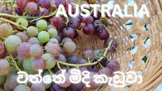 මගේ වත්තේ මිදි කැඩුවා|Picking grapes from my garden for the first time @-kangaroodeshayen8033