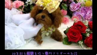 super tiny teacup poodle 403