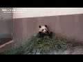 春休みだよ〜【たった今】アドベンチャーワールド、楓浜🍁【毎週パンダ2023 04 01】panda just now cute panda video