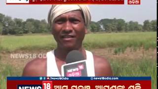 ଚାଷୀ ମୁଣ୍ଡରେ ଚଡ଼କ...କଳାହାଣ୍ଡିରେ ମରୁଡ଼ି | News18 Odia