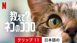 教えて? ネコのココロ (クリップ 11) | 日本語の予告編 | Netflix