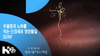 [생로병사의 비밀] 300회 특집 - 우울증과 노화를 막는 신경세포 영양물질 BDNF