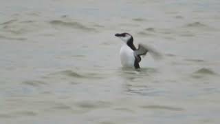 Razorbill, Alca torda, Alk, Vlissingen, ZL, the Netherlands, 6 Jan 2024 (7/7)