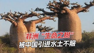 非洲生命树可活5000年，可蓄水上万公斤，内含抑制癌细胞物质