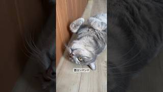 【無防備🤗】もう野生に戻れない猫#cat #ねこのいる暮らし #ねこのいる生活 #ねこ