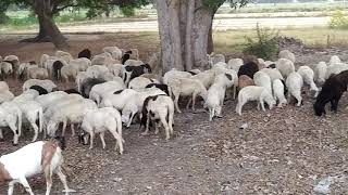 Indian Sheep Breeds – Deccani Sheep These sheep are reared for both mutton and wool | Used for meat