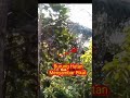 Burung Hutan Menyambar Pikat Tekukur #shorts #viral