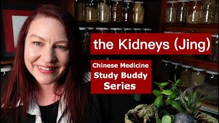 The kidneys functions - Pt 1 Jing - Chinese medicine study buddy a series for TCM Students.