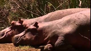 Hippopotamus Tragedy BBC documentary 2014