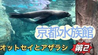 京都水族館　第2部　オットセイ　と　アザラシ　めっちゃ可愛い　#水族館　#アザラシ  #オットセイ　#京都観光