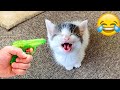 Guilty Dog and cat is so funny 😛 Try Not to Laugh 🐶😹 2024