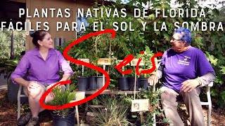 seis plantas nativas de Florida fáciles para el sol y la sombra